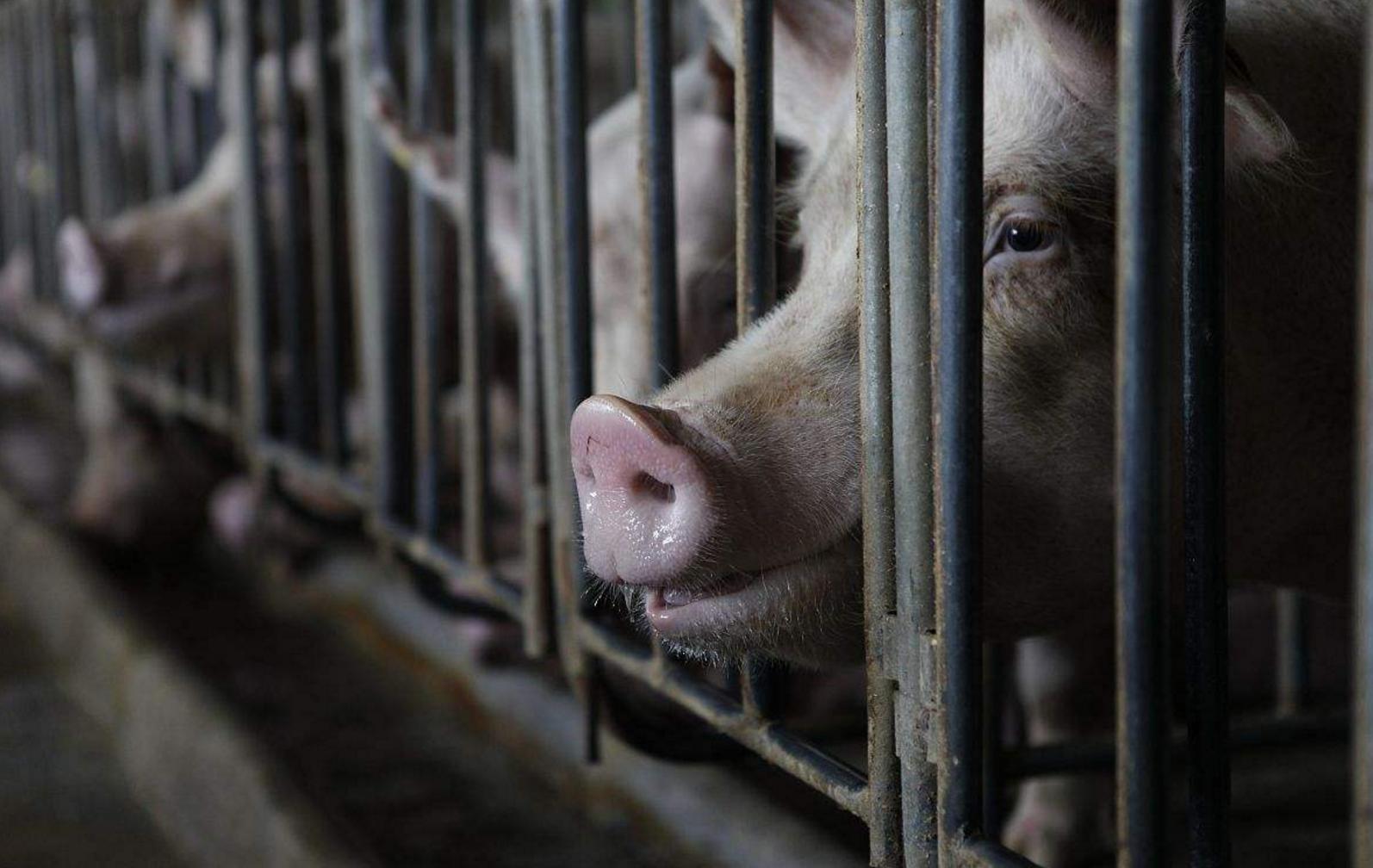 母猪配种后二十天，阴户流白是咋回事？养猪朋友知道怎么治疗吗