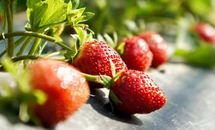 无土栽培和土壤种植技术研究所,农业无土栽培技术培训