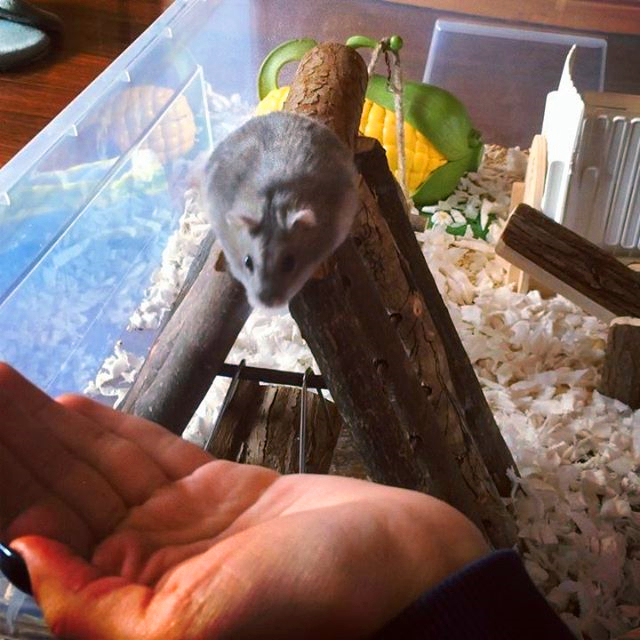 仓鼠能感受到主人对他的照顾吗,仓鼠希望被主人爱的几个行为