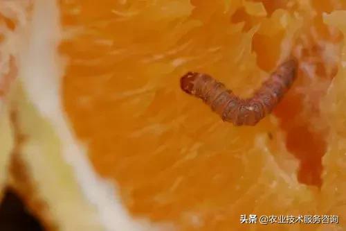 柑橘虫害高清图谱及防治方法,柑橘虫害物理消灭