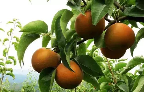 丹东旅游攻略吃喝玩乐,丹东旅游攻略多少钱