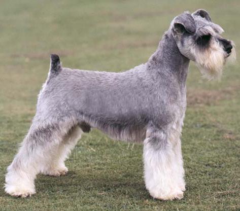 世界上所有的狗品种图片,世界最名贵的狗前十名及其简介