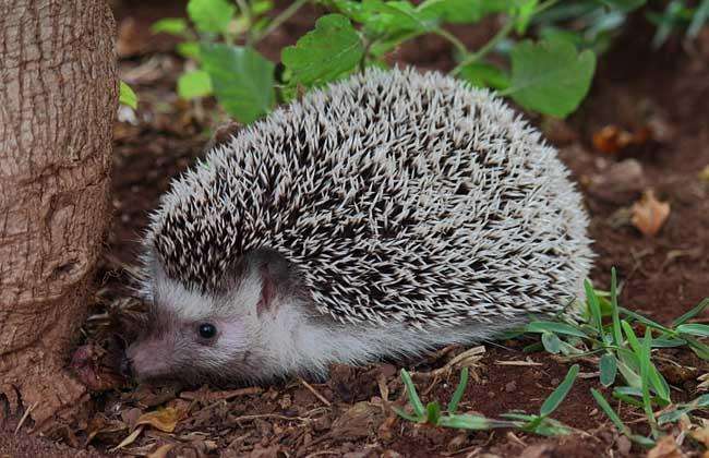人类十大不能吃的野生动物是什么，其排名如何？
