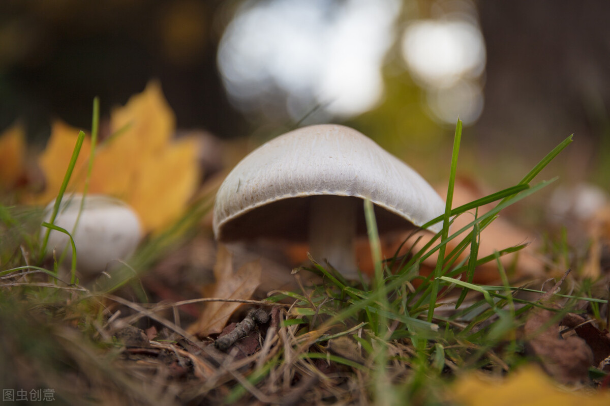 每个十一月生日对应的生日花,365天每天代表生日的花有哪些