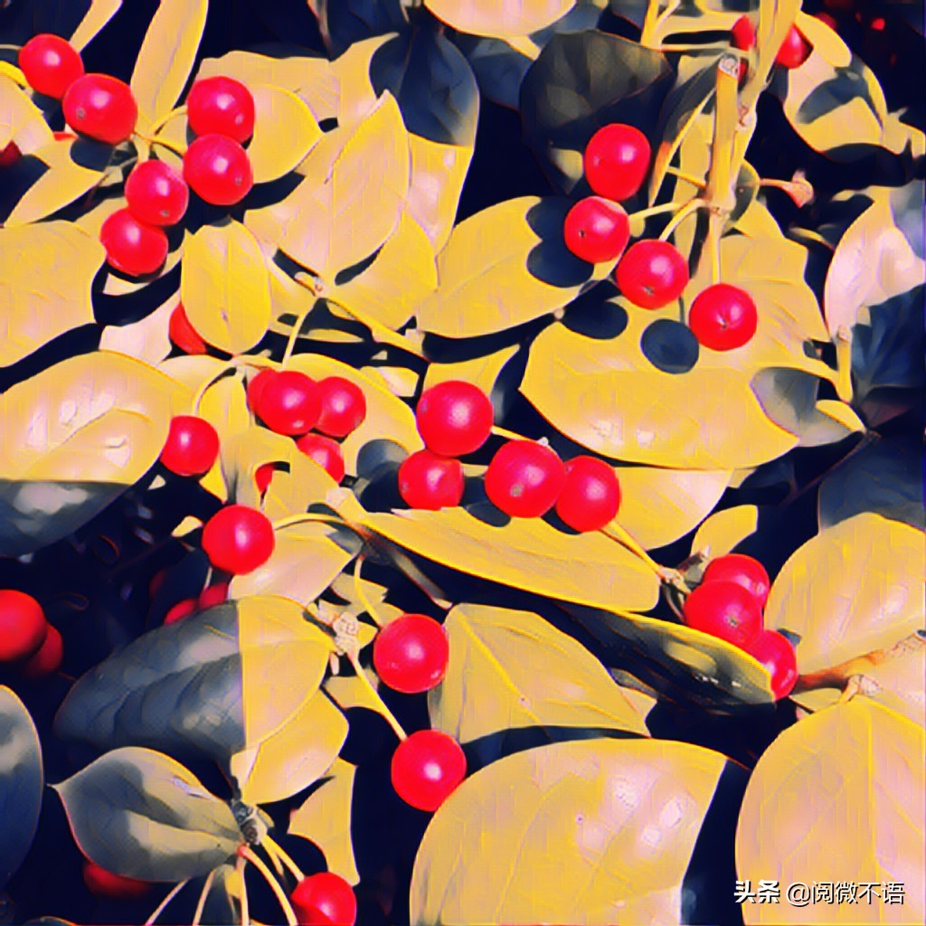 菩萨蛮冬晚遣怀,菩萨蛮冬思