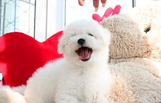 十大最值得养的宠物狗排名,最受欢迎的宠物狗排行