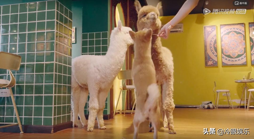 小动物永远都幸福,小动物长得最美也最可爱