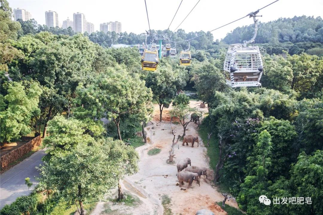 长隆飞鸟乐园长隆熊猫酒店怎么选,周一长隆野生动物园游玩攻略