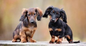 腊肠犬如何日常护理,腊肠犬怎么养得好