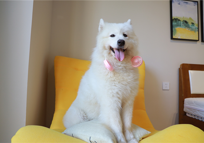 狗狗噎住了什么症状,狗狗噎着了是什么症状表现