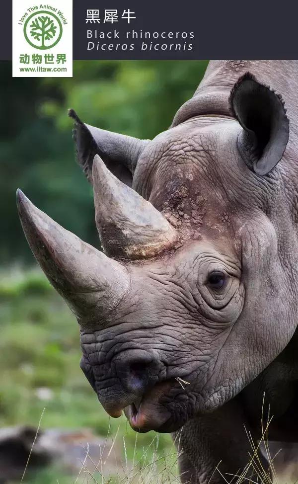 犀牛奇蹄目犀科动物,犀牛体格威猛是一种珍贵动物