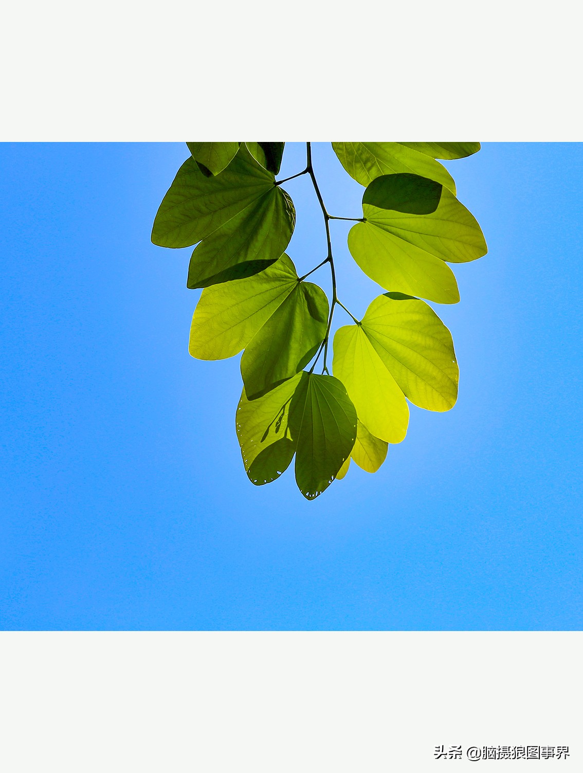 蔚蓝色的天空素材视频,黑色和透明的花摄影效果