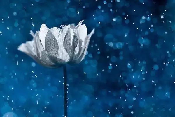 绝美花朵摄影佳作,波兰花朵摄影作品欣赏