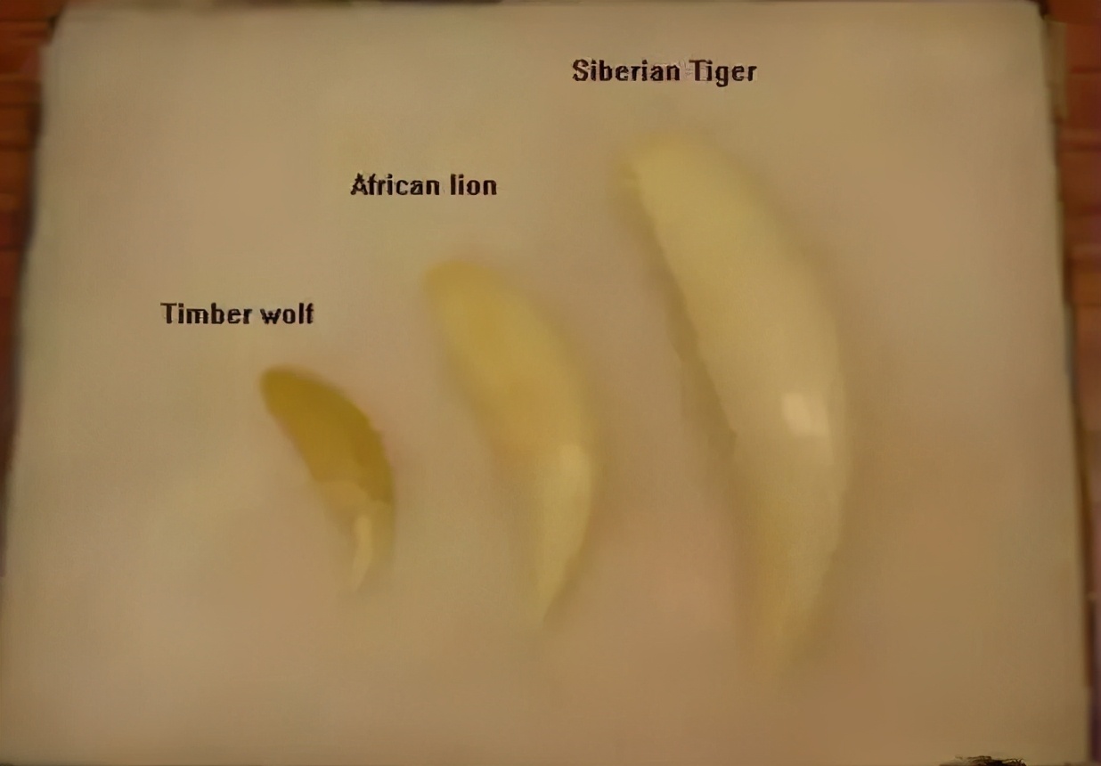 东北虎下山进村伤人老虎被鹅咬,东北虎下山进村伤人最后怎么样了