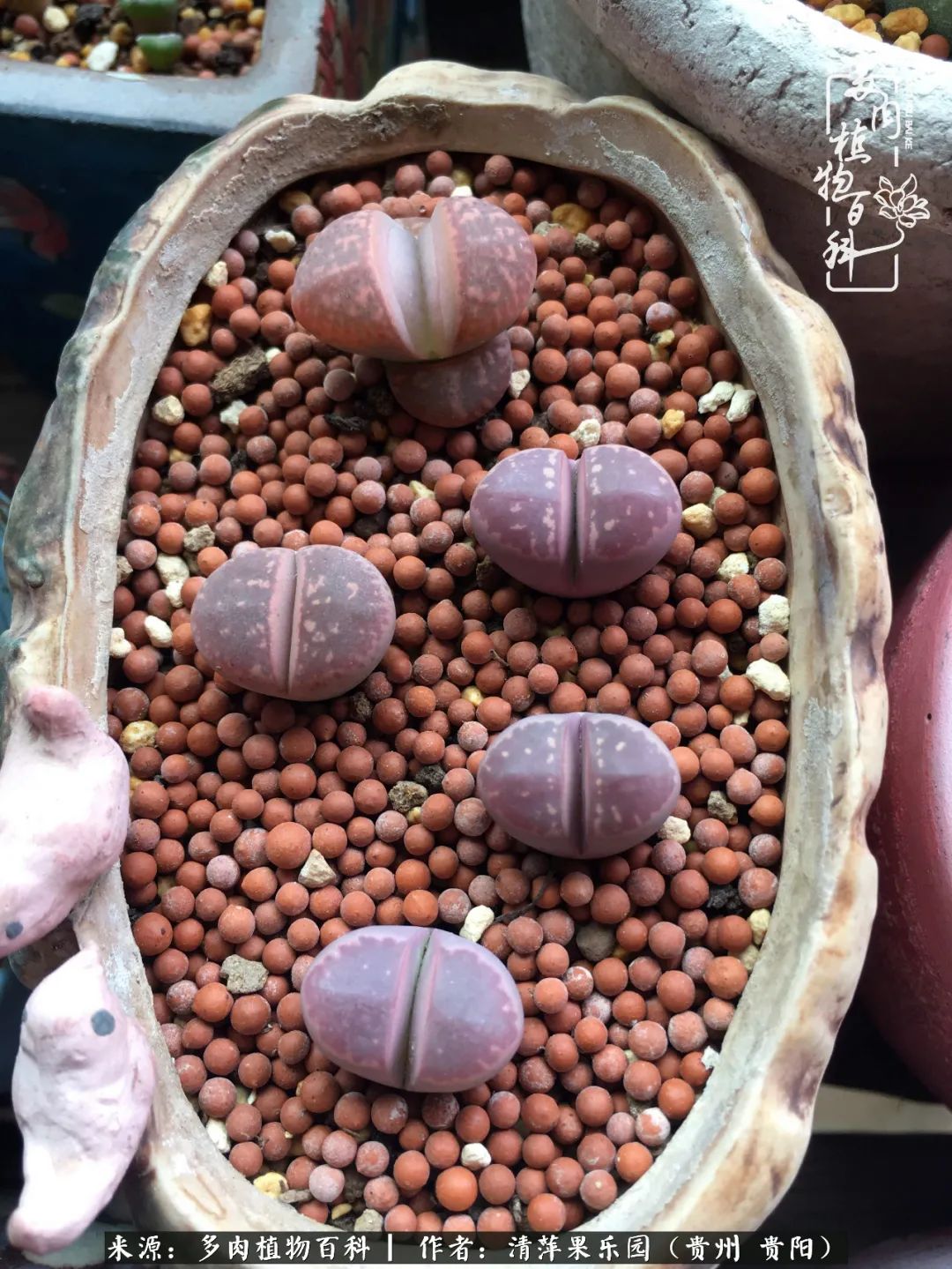 生石花庭院,晶莹剔透的生石花