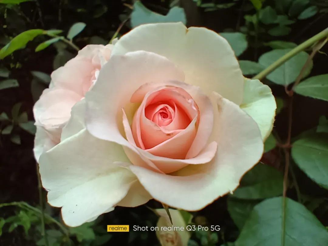 realmeq3是一款直面屏手机吗,realme最具性价比的千元机