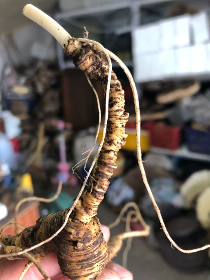 各类人参，从功效与性能上如何排名？