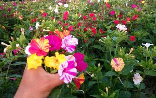 紫茉莉花种子怎么长出来,紫茉莉花的观赏特性