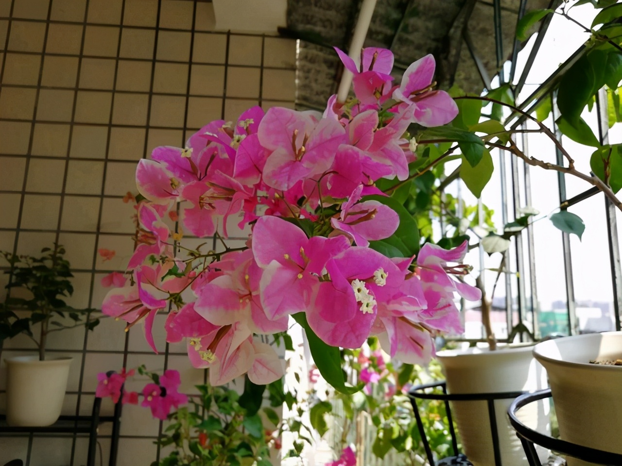 三角梅怎么养成瀑布,三角梅长成瀑布需要多大的盆