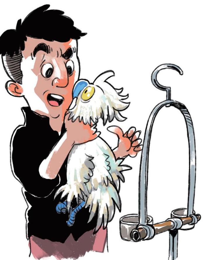 鹦鹉故事笑话大全,鹦鹉学舌的幽默段子