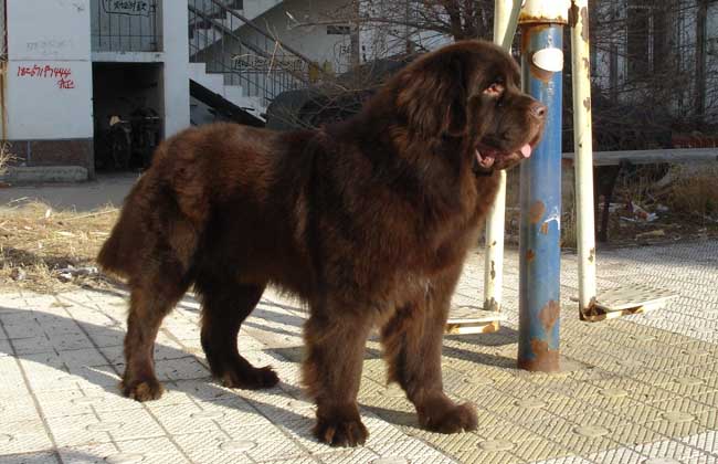 中国有什么名贵的狗,俄罗斯名贵狗价格