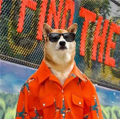 成熟狗狗穿搭,狗界王老五的时尚型穿搭示范