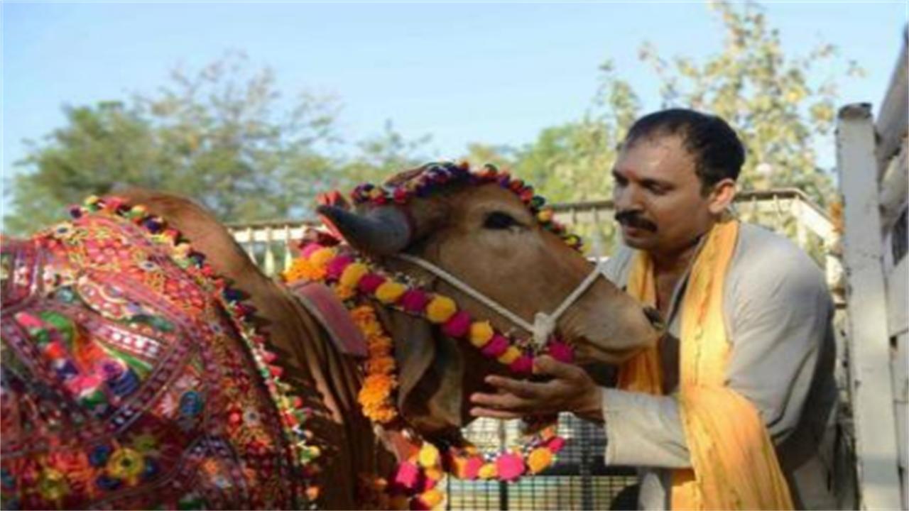 印度男子抛弃发妻花17万娶一头牛,印度大叔抛妻弃子花17万娶牛