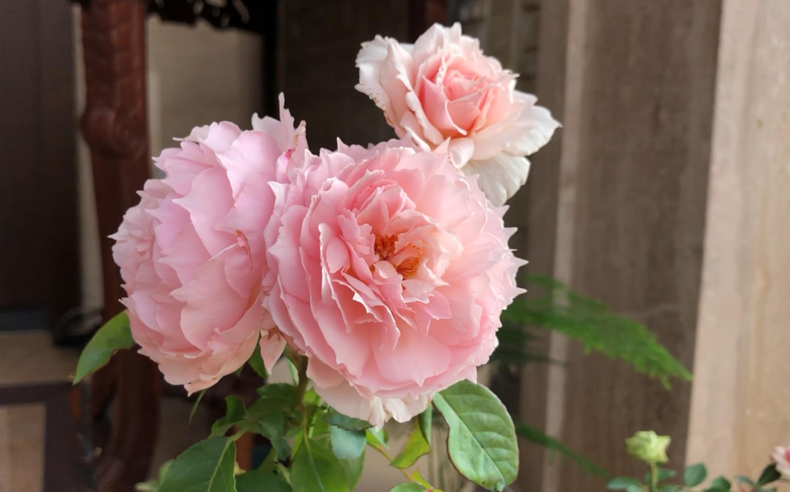 我最喜欢的植物月季花,我心目中的10强植物