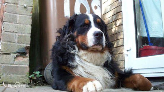 性格温顺的大型犬品种,宠物狗大型犬都有哪些品种