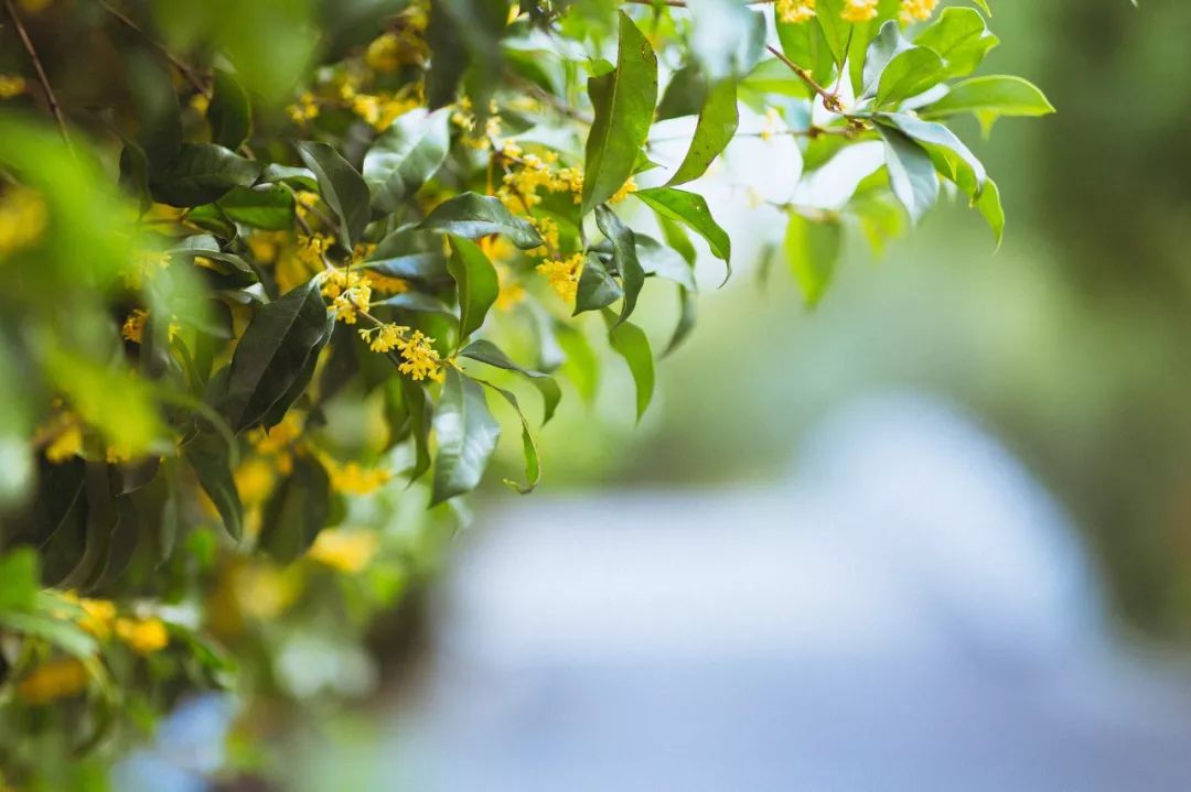 一入秋苏州成姑苏,秋色一入秋苏州就成了姑苏