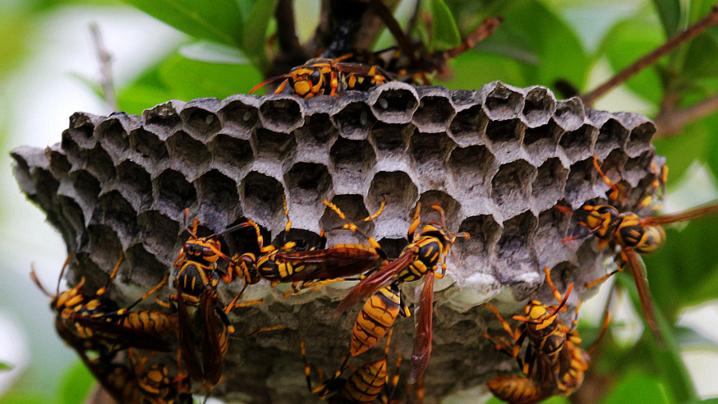 被马蜂蜇伤是意外事件,被马蜂蛰伤怎么救治