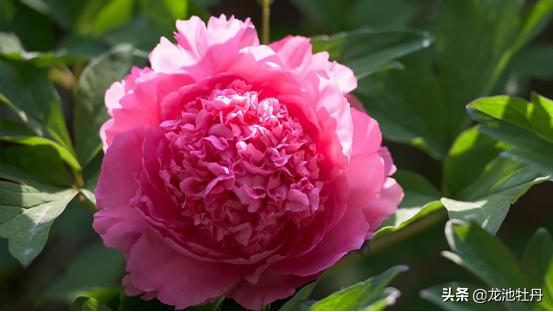 杨玉环牡丹,杨玉环和洛阳牡丹