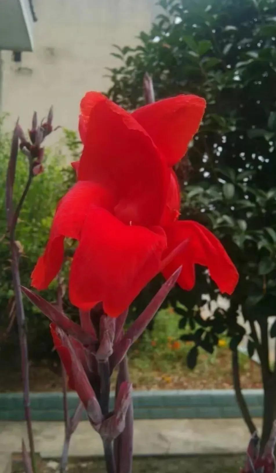 杀狗十多年真实事件,杀狗真实事件全过程后续