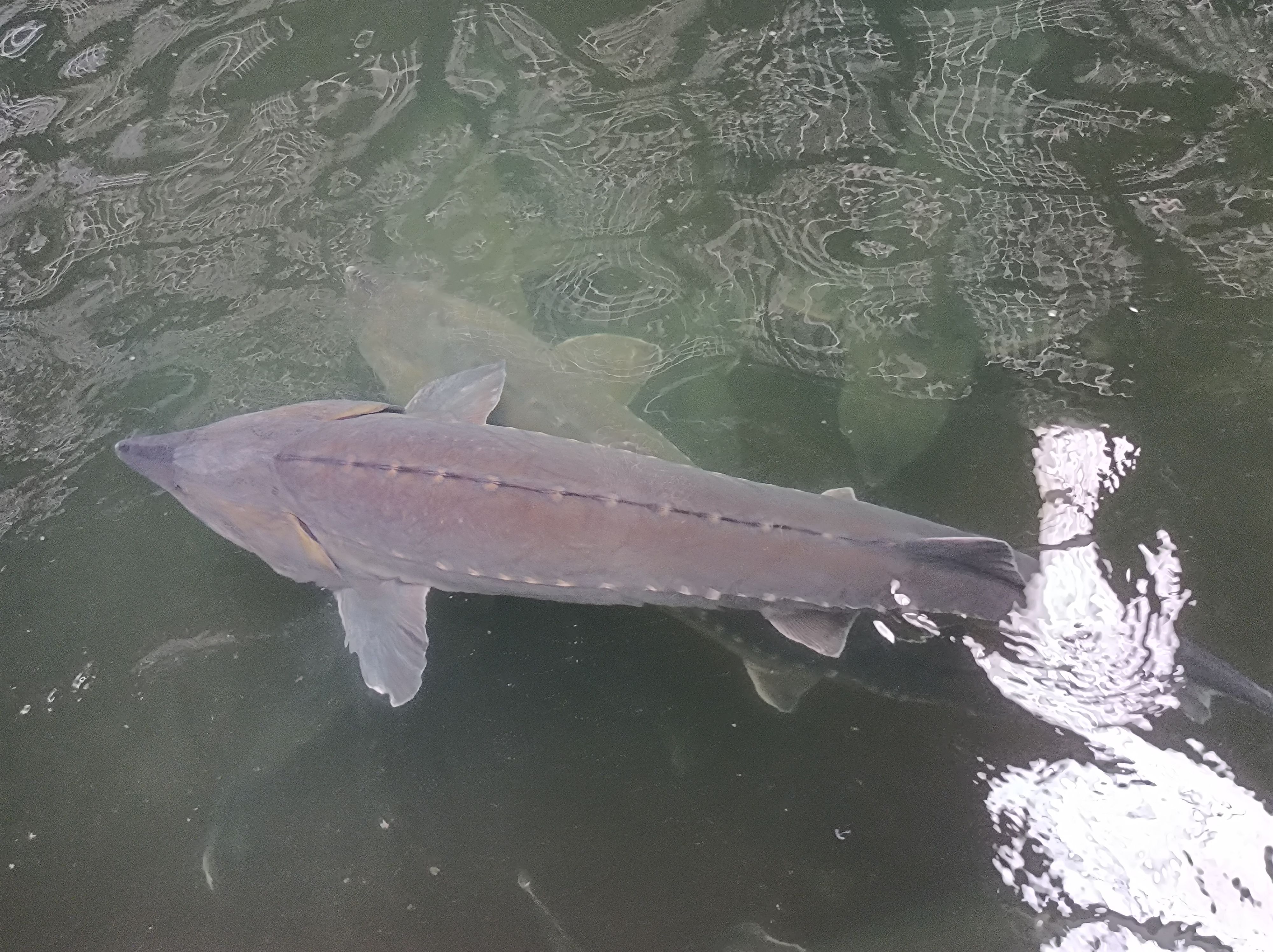 春露鱼子酱,春季爆款鱼子酱