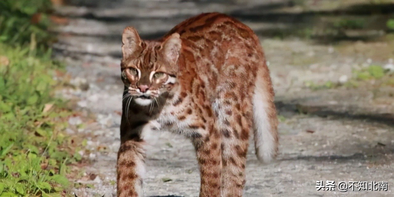 广西常见比目鱼,广西罕见的鱼有哪些图片