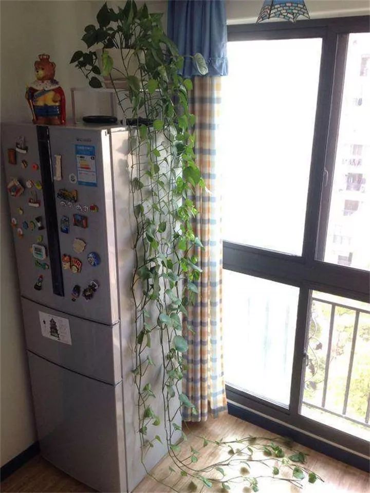 缁胯悵闀垮緱鏋濈箒鍙惰寕,浜哄鍏荤殑缁胯悵鏋濈箒鍙惰寕