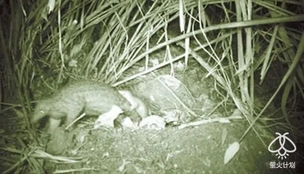 杀穿山甲时，下面会有一碗白米饭接着留下来的血|野味帝国