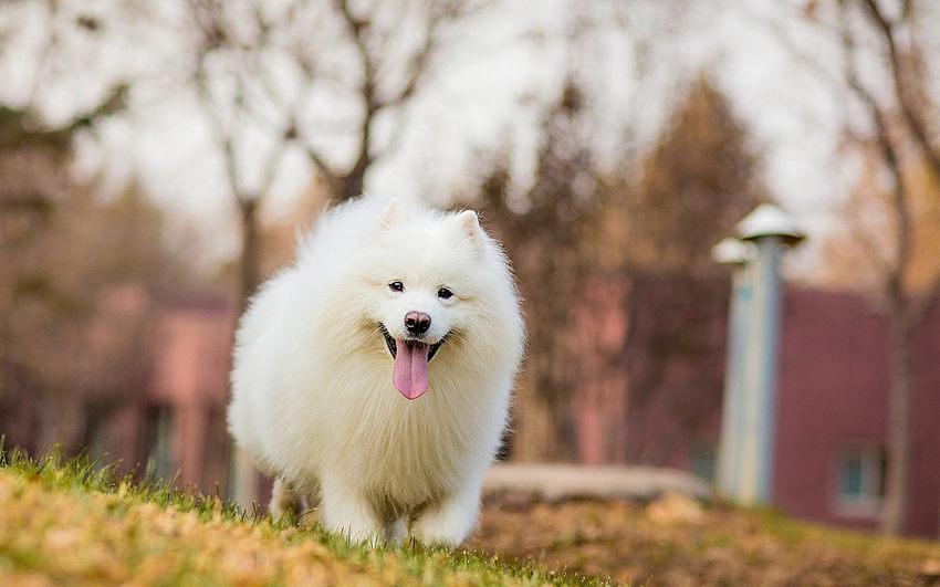 盘点各种品种的狗狗,狗狗可以吃的12个品种