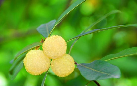 杨梅里的小虫子怎么清洗,杨梅里面有虫子怎么清洗