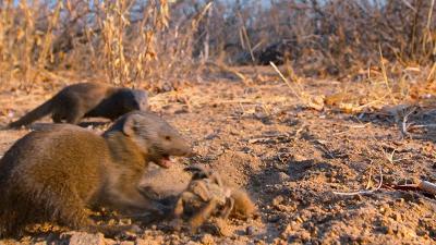 豆瓣9.6！娃刷到停不下来，还能看出人生大道理