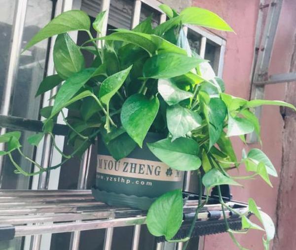 盆栽绿萝怎样才能长得茂盛,小盆栽绿萝怎么养才能更旺盛