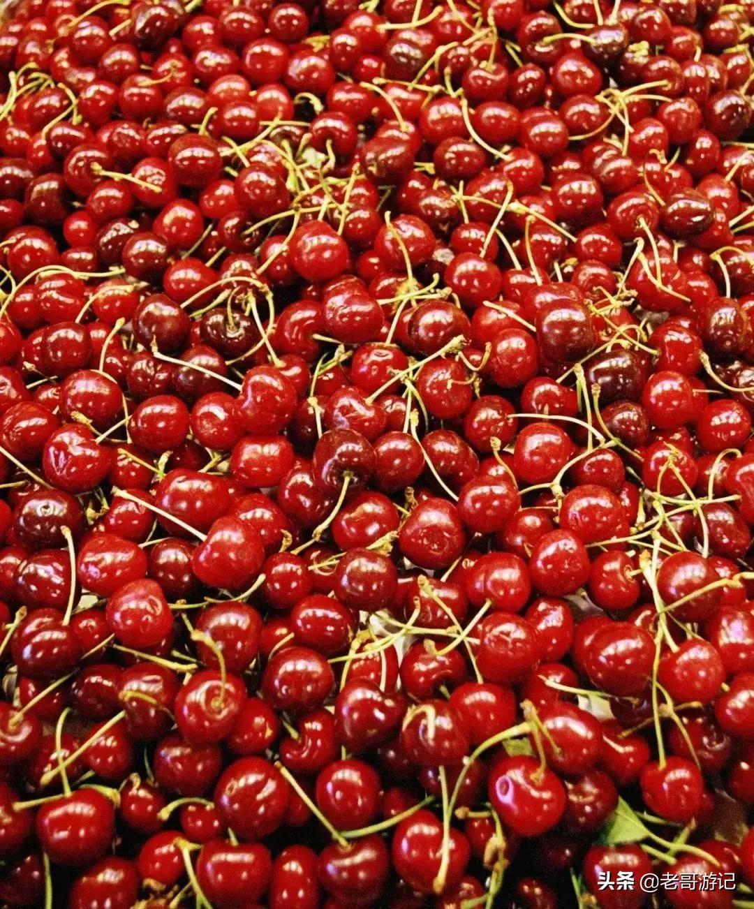 海阳小樱桃采摘季节,乳山市的大樱桃能摘吗