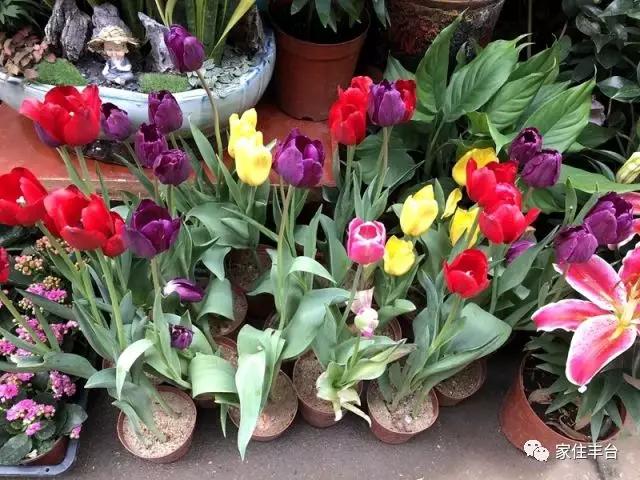 丰台四大花市在哪里,北京丰台值得逛一逛