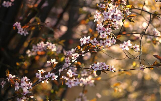 家里常见的果树有哪些,这些树千万不能栽在家门口