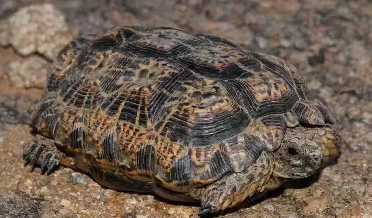 龟类大百科,大眼睛龟类