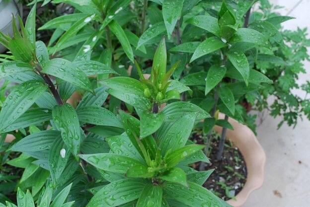 盆栽百合花怎么养才多开花教程,盆栽百合花开花后怎么养护