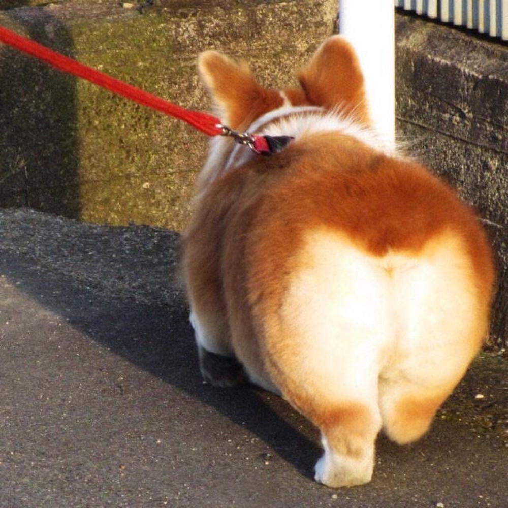 如何区分狗狗是什么犬品种,狗狗百科全书泰迪犬