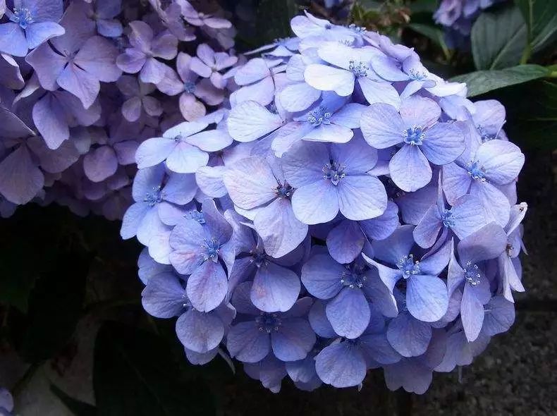 这几种花不要养老桩，否则很容易不开花