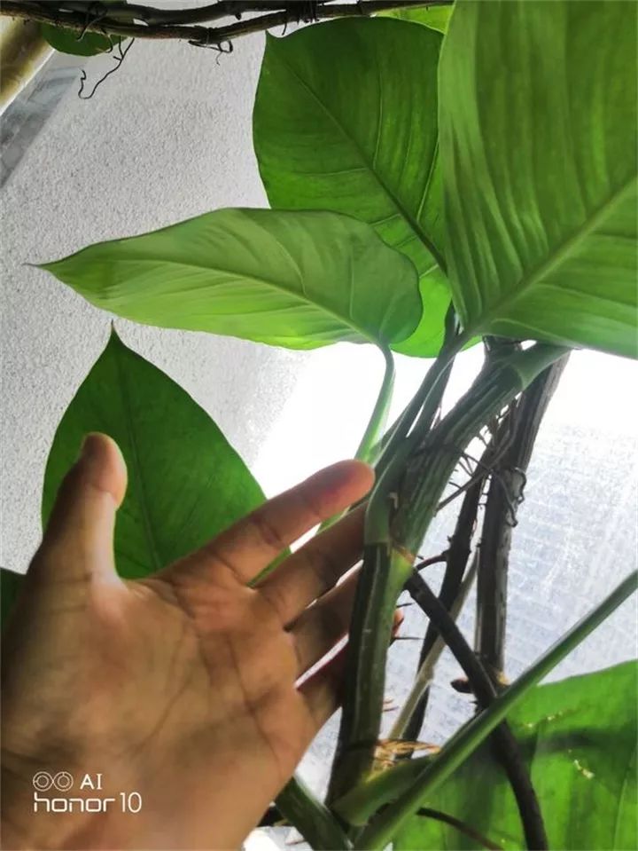 缁胯悵闀垮緱鏋濈箒鍙惰寕,浜哄鍏荤殑缁胯悵鏋濈箒鍙惰寕