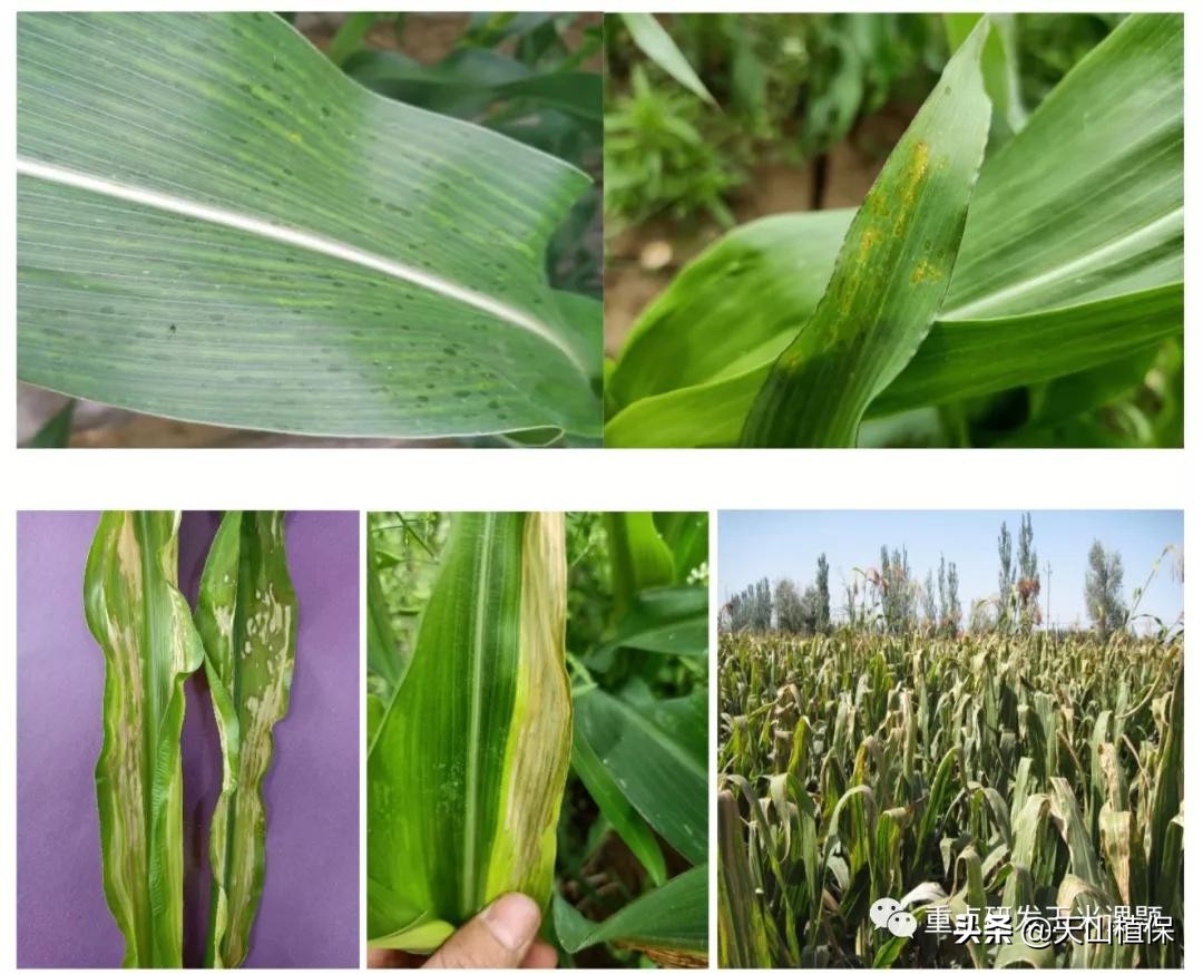 玉米叶斑病是细菌还是真菌,玉米细菌性叶斑病